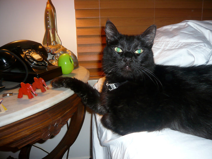 The Mighty Paw by Blackie the Cat SIGNED